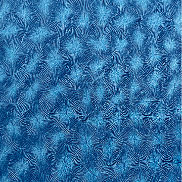 Gemini Electric Blue - GEM2568