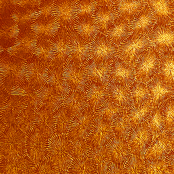 Gemini Orange - GEM2569